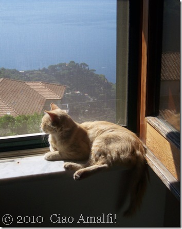 Ciao Amalfi Coast Blog Puffy in Window