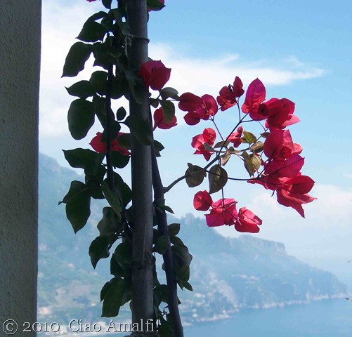 [CiaoAmalfiBlogMammaAgataBougainville[2].jpg]