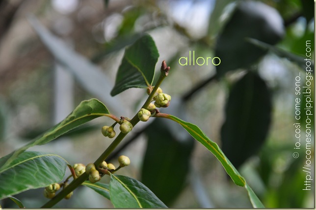 alloro