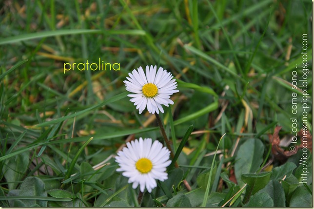 pratolina