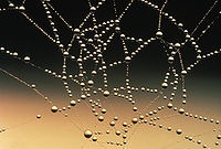 [200px-Water_drops_on_spider_web[3].jpg]