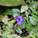 Wishbone flower