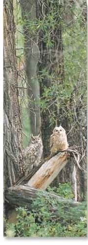 Under cover Great horned owls rely on dense forests for cover.