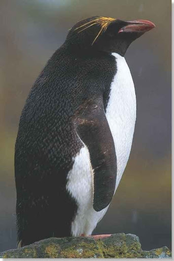 all about macaroni penguins