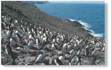 ► Plenty of penguins Macaroni penguin breeding colonies can consist of up to 100,000 breeding pairs.