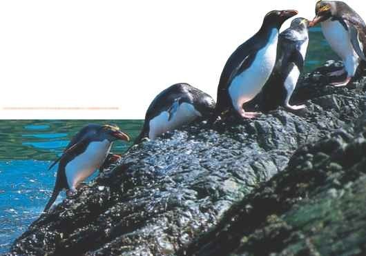 Macaroni menu Macaroni penguins take to the water to hunt