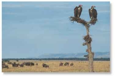 Wide, open spaces The lappet-faced vulture relies on large, open areas for hunting.