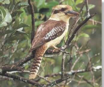  High profile High perches, especially those close to open spaces, attract kookaburras.