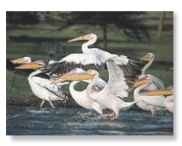 A Birds of a feather Great white pelicans often retire to favorite resting sites after a fishing trip.