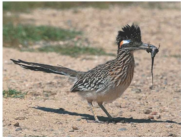 greater roadrunner birds