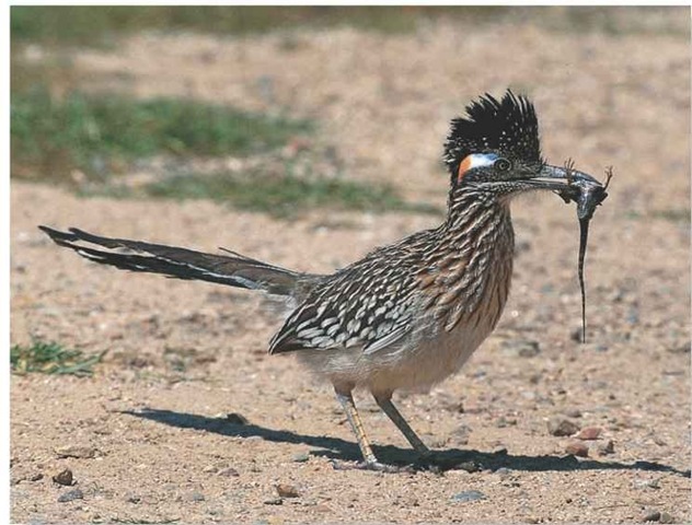 Greater Roadrunner