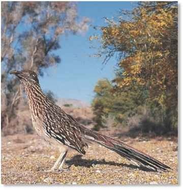  Stop-go predator The roadrunner sprints in short but very rapid bursts, pausing frequently to look around for prey.