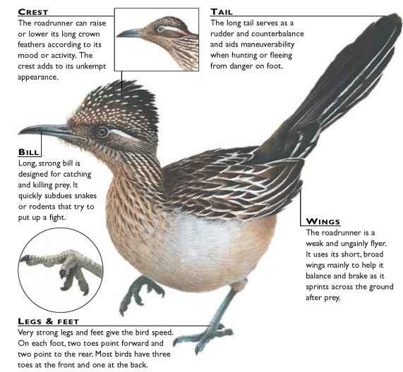 greater roadrunner birds