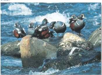 A White-water rafting A group of males clings to boulders in midstream.