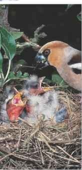 A Sharing duties The parents take turns feeding the chicks.