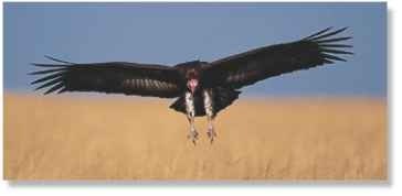 Landing site The vulture frequents African grasslands.