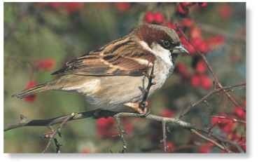  The house sparrow has learned that insects trapped in spiders' webs and car radiators make an easy meal. 