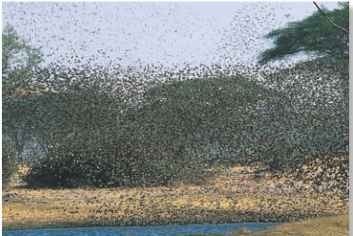 A Birds of a feather... sometimes called the "avian locust," the quelea flocks over arable land and watering holes.