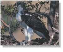 The martial eagle needs to bathe daily to keep its flight feathers clean and working efficiently.