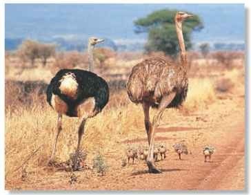 A Walk tall The ostrich's great height suits it to plains life.