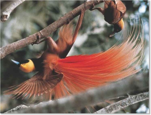 Raooiaxa Bird of Paradise