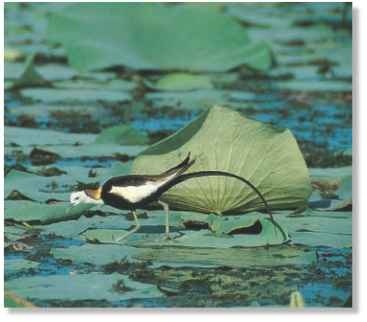 Walking on water The jacana strolls lightly over lily pads.