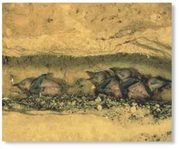  Concealment revealed A cutaway of a bee-eater's protective nesting tunnel reveals four chicks anxiously awaiting food.