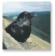 On top of the world Ravens are often found in wild, mountain country.
