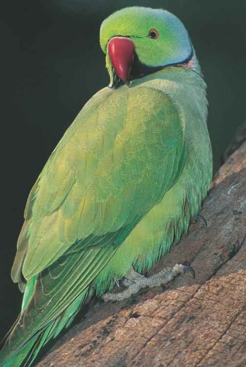 Rose-ringed parakeet (Birds)