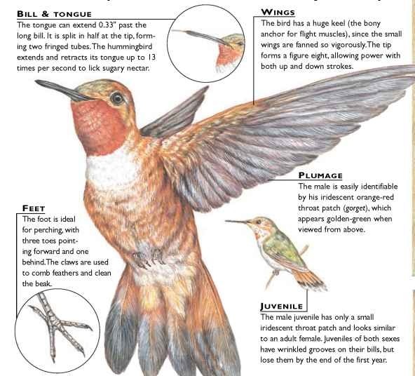 Rufous Hummingbird