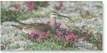 A Distinct profile The whimbrel's bill is the perfect feeding tool in all types of habitats.