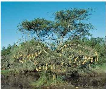 A Strange fruit Overhanging branches are popular nesting sites.
