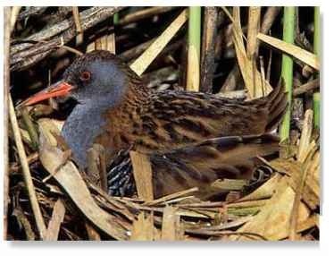 A shy, secretive bird that usually withdraws into the dense grasses for protection, the water rail is often heard but not seen as it grunts softly, sounding much like a pig, while looking for food.