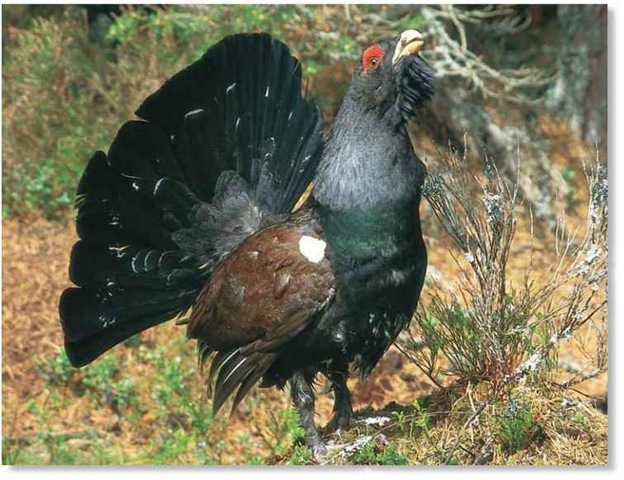 Western Capercaillie Birds,2nd Year Anniversary Gift For Him
