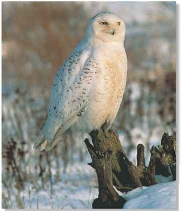 A Statue in the snow Camouflaged against white, the owl chooses a tall perch in open ground.