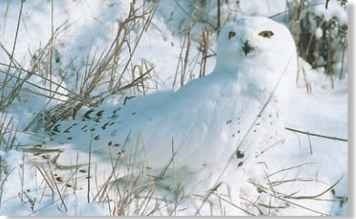  Well hidden snowy owls remain silent and are hard to spot.