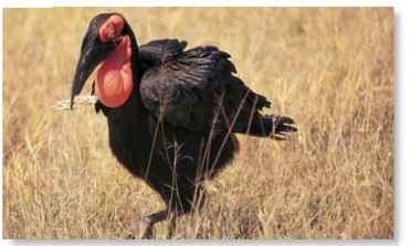 A Zimbabwe savannah The savannahs of Africa are home to the southern ground hornbill.