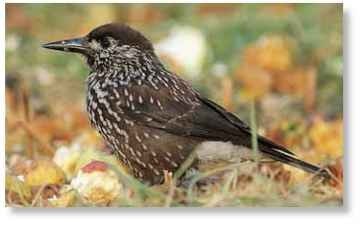  The spotted nutcracker will carefully disguise the areas that contain its stored seeds by covering them with bark, lichen, moss or other natural camouflage.
