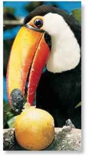 A Sweet reward The toucan breaks up fruits too large to swallow.