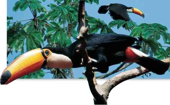 A If you've got it, flaunt it Flocks of toucans clamber about, and keep in touch by making toadlike croaks.