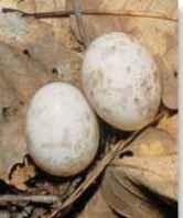 A No nest Eggs are laid on the ground with no cover.