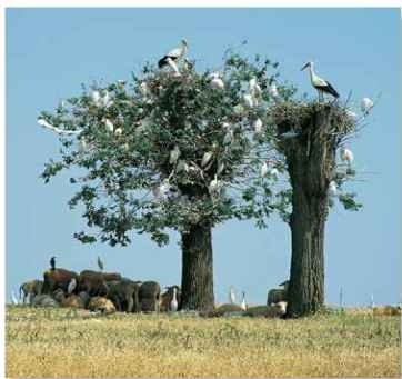 A High society Storks may nest alongside other birds, such as cattle egrets.