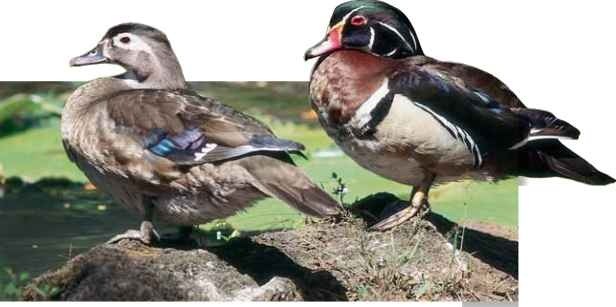  Perfect duo Wood ducks form a strong, monogamous bond.