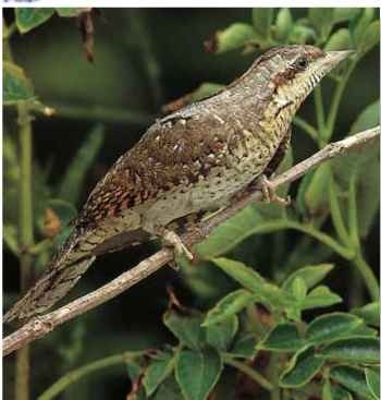A Low-level hunter The wryneck favors branches near the ground.