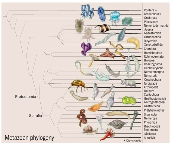 Phylogenetic tree of lower metazoans and protostomes.
