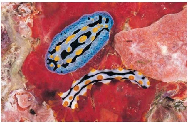 A toxic nudibranch (Phyllidia coelestis) and juvenile sea cucumber (Bohadschia graeffei), both displaying aposematic or warning coloration.
