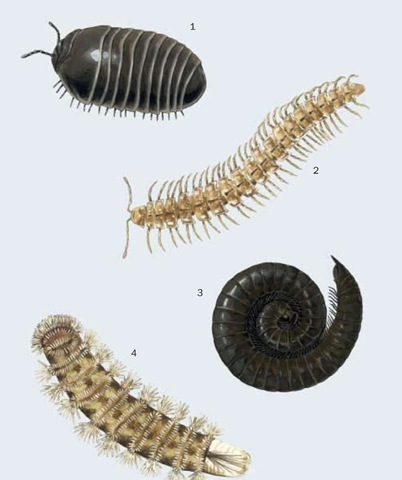 1. Pill millipede (Glomeris marginata); 2. Flat-backed millipede (Polydesmus angustus); 3. Snake millipede (Julus scandinavius); 4. Bristly millipede (Polyxenus lagurus). 