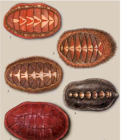 1. Tonicella lineata; 2. Placiphorella velata; 3. Mopalia muscosa 4. Katharina tunicata; 5. Cryptochiton stelleri. 