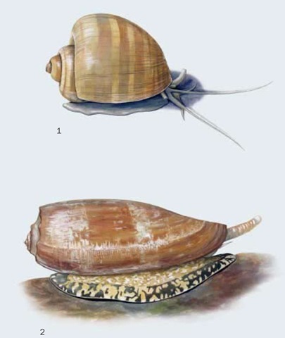 1. Apple snail (Ampullaria canaliculata); 2. Geography cone shell (Conus geographus). 