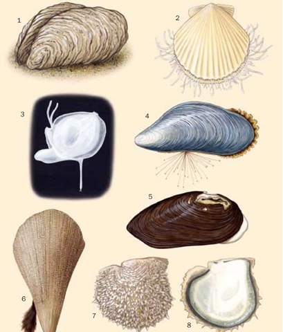 1. Eastern American oyster (Crassostrea virginica); 2. Queen scallop (Chlamys opercularis); 3. Yo-yo clam (Divariscintilla yoyo); 4. Common blue mussel (Mytilus edulis); 5. European pearly mussel (Margaritifera margaritifera); 6. Noble pen shell (Pinna nobilis); 7. Black-lipped pearl oyster (Pinctada margaritifera); 8. P. margaritifera internal view. 